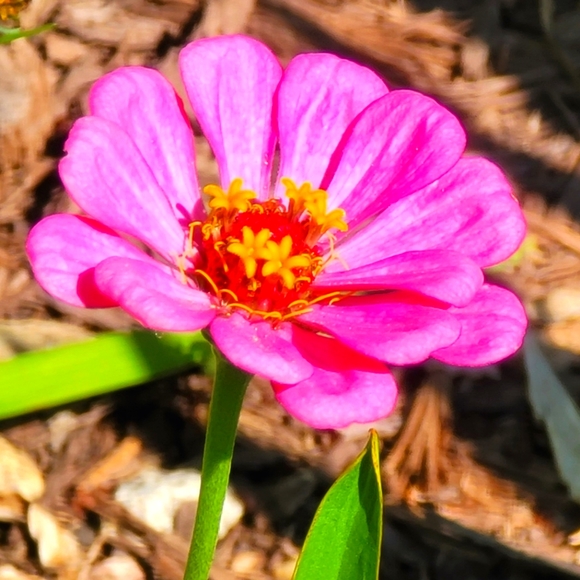 Meet your Posher, Felecia - Picture 1 of 1